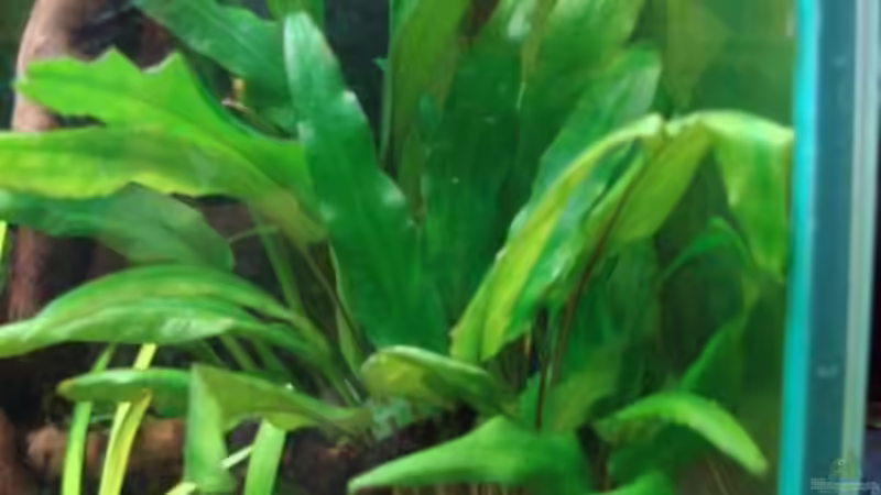 Pflanzen im Aquarium Artenbecken Corydoras aeneus von Mitch22 (4)