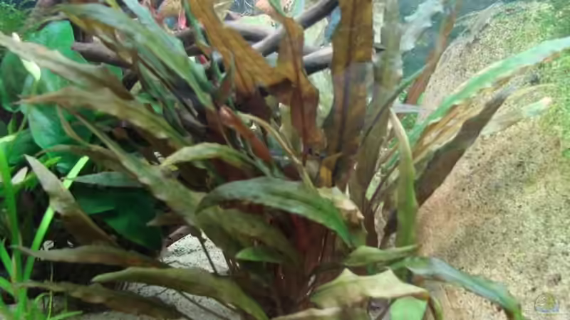 Pflanzen im Aquarium Artenbecken Corydoras aeneus von Mitch22 (6)