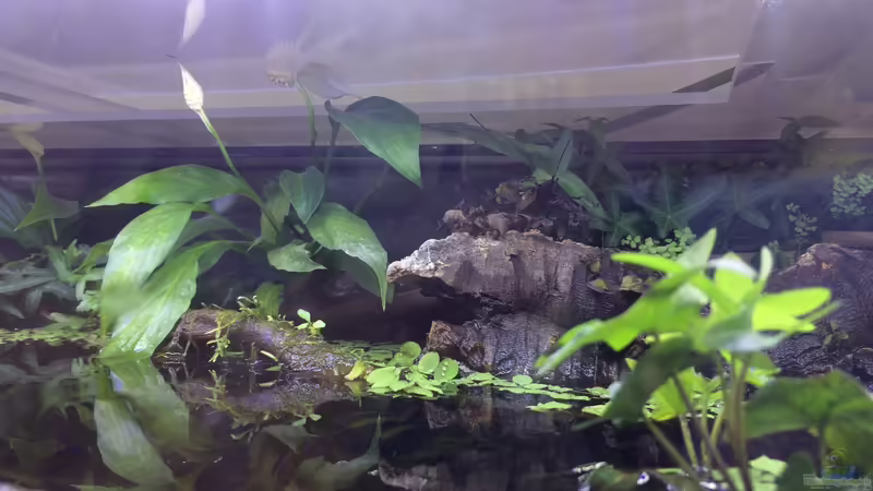 Pflanzen im Aquarium Artenbecken für Channa spec. &quot;Red Fin&quot; von Harald Kästner (29)