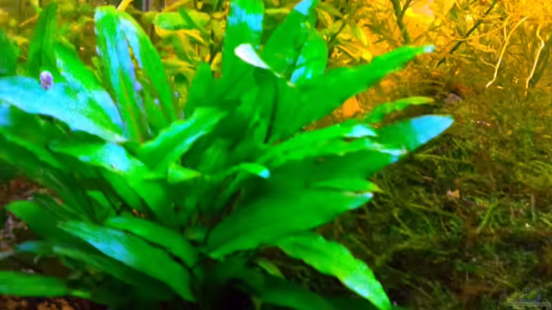 Pflanzen im Aquarium Asia-Becken von more4ce (10)