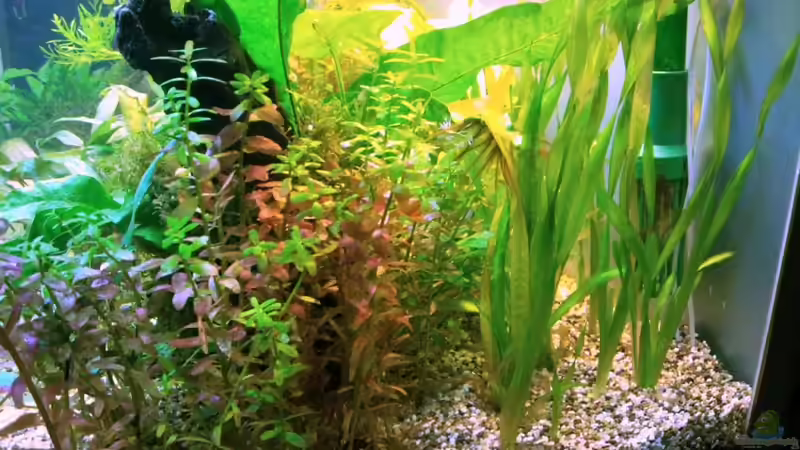 Pflanzen im Aquarium Asia-Becken von more4ce (12)