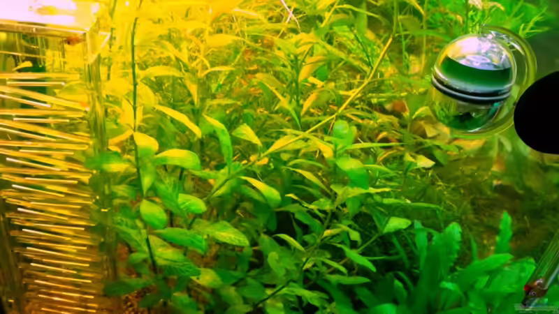 Pflanzen im Aquarium Asia-Becken von more4ce (4)