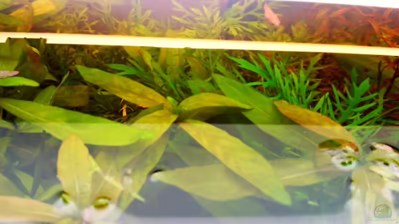 Pflanzen im Aquarium Asia-Becken von more4ce (5)