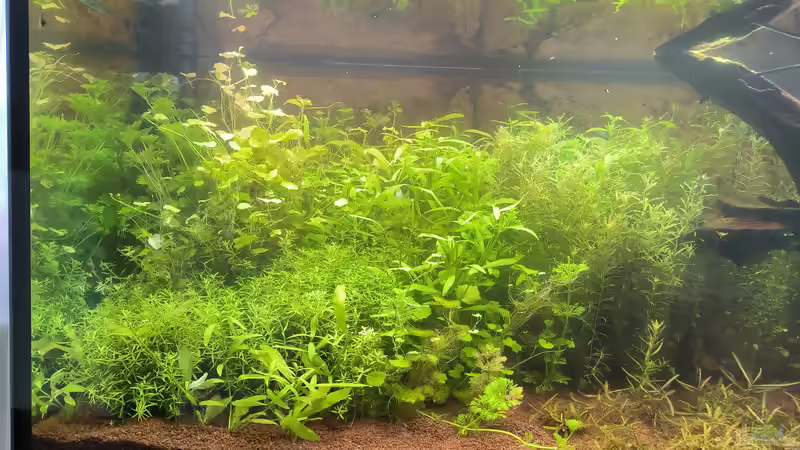 Pflanzen im Aquarium Asia (Welcome to the Jungle) von Rene78 (11)