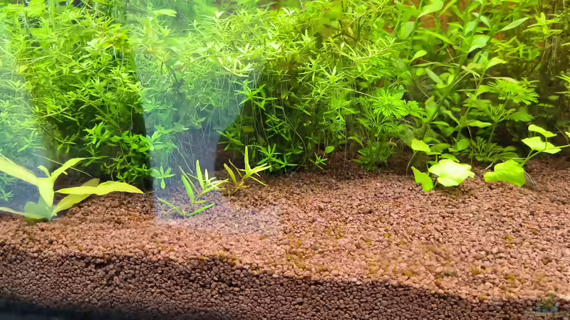 Pflanzen im Aquarium Asia (Welcome to the Jungle) von Rene78 (3)
