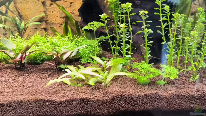 Pflanzen im Aquarium Asia (Welcome to the Jungle) von Rene78 (4)