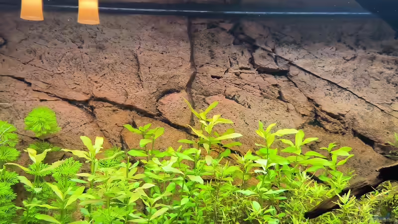 Pflanzen im Aquarium Asia (Welcome to the Jungle) von Rene78 (6)