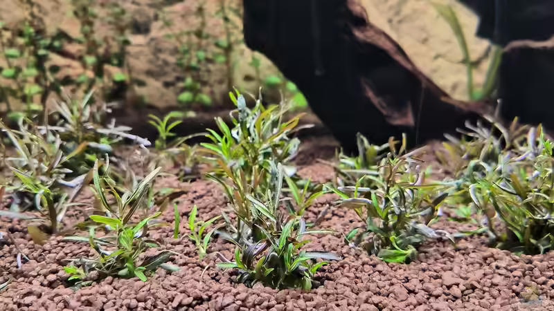 Pflanzen im Aquarium Asia (Welcome to the Jungle) von Rene78 (7)