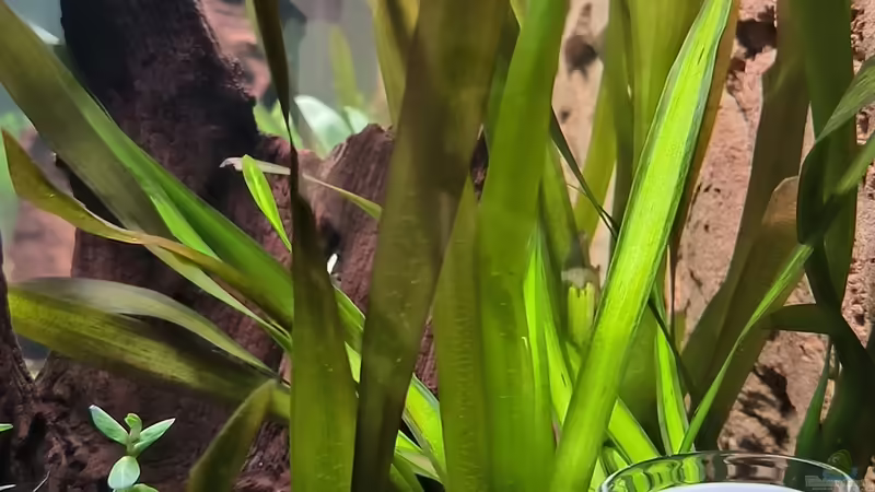 Pflanzen im Aquarium Asia (Welcome to the Jungle) von Rene78 (8)