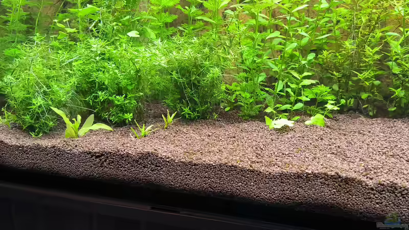 Pflanzen im Aquarium Asia (Welcome to the Jungle) von Rene78 (9)