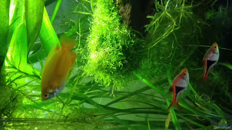 Pflanzen im Aquarium Asiatischer Bachlauf von Bob Dylan (2)