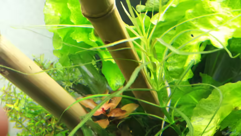 Pflanzen im Aquarium Asiatischer Südamerikaner von Rumblebee (2)