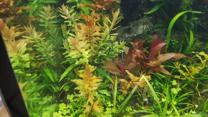 Pflanzen im Aquarium Asien 2019 von Smo (21)