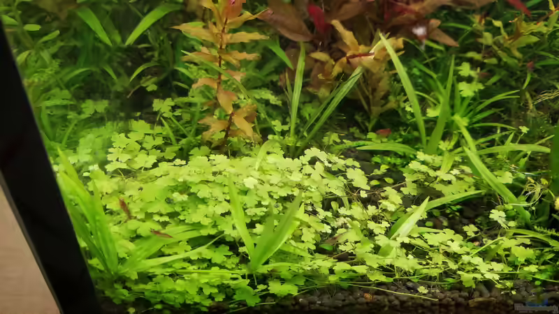 Pflanzen im Aquarium Asien 2019 von Smo (23)