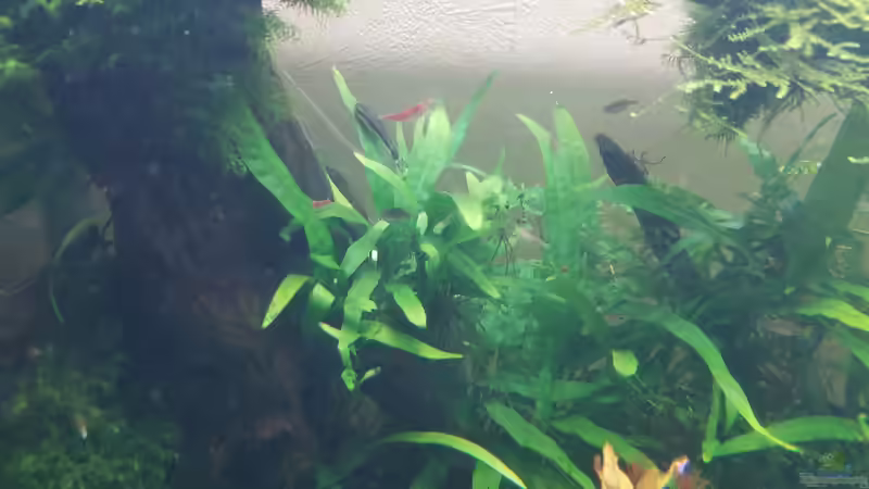 Pflanzen im Aquarium Asien 2019 von Smo (24)