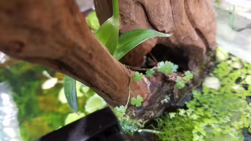 Pflanzen im Aquarium Asien 2019 von Smo (25)