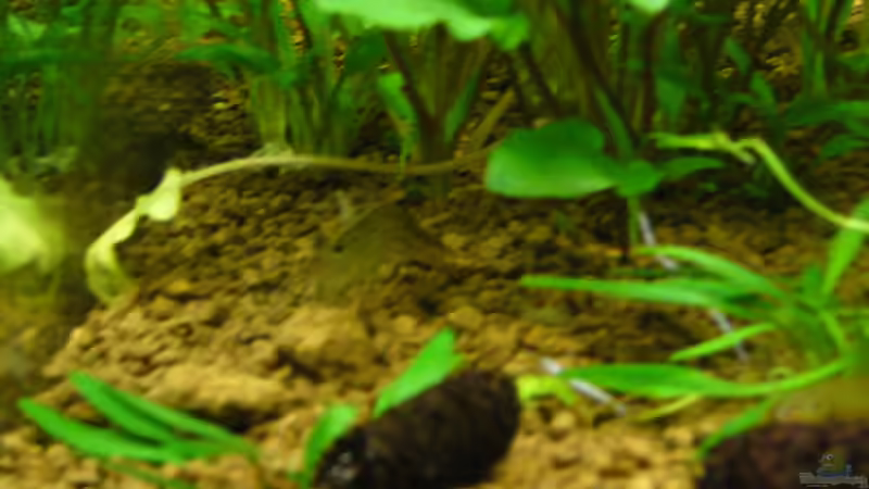 Pflanzen im Aquarium Asien-Bach (nur Beispiel) von DavidK31 (5)