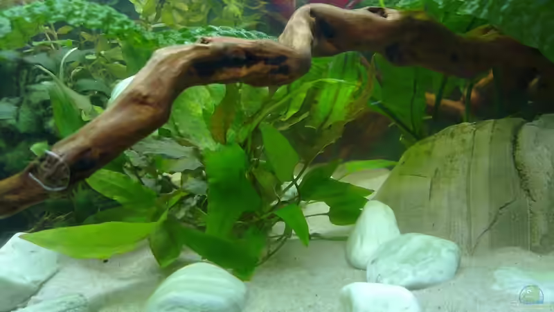 Pflanzen im Aquarium Asienbecken (Existiert nicht mehr) von Laura (19)