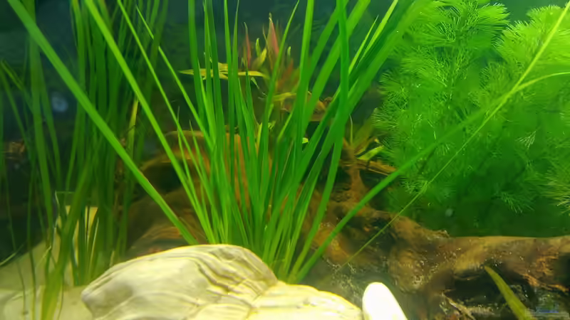 Pflanzen im Aquarium Asienbecken (Existiert nicht mehr) von Laura (20)