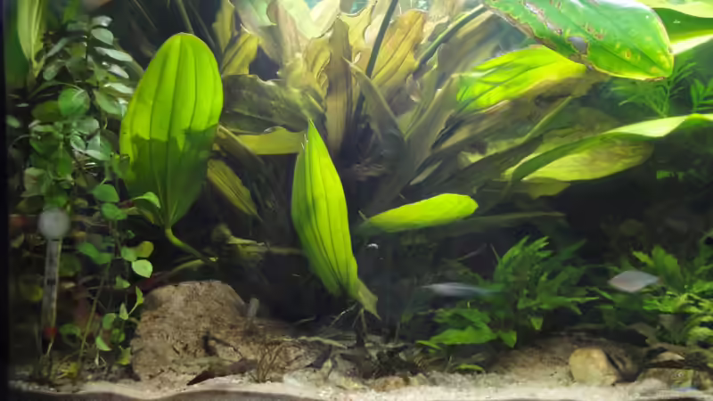 Pflanzen im Aquarium Asienbecken (Existiert nicht mehr) von Laura (21)