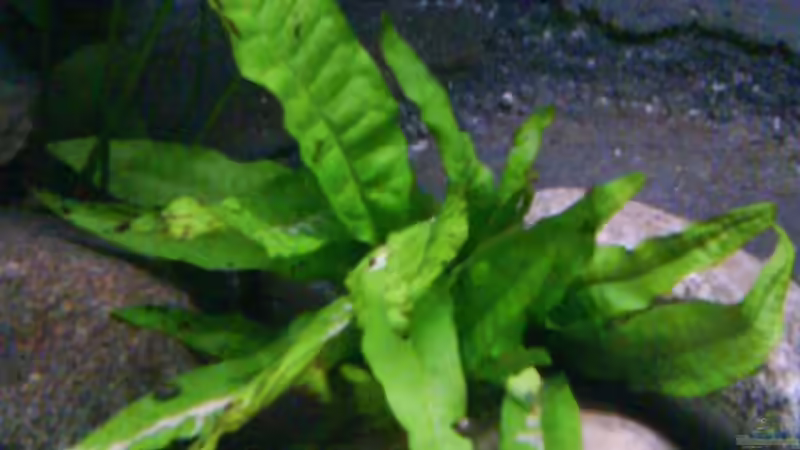 Pflanzen im Aquarium Atlantis von LaEy (14)