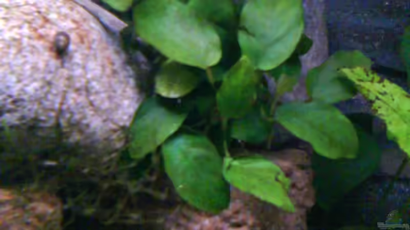 Pflanzen im Aquarium Atlantis von LaEy (15)