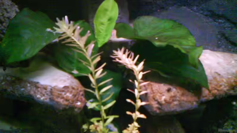 Pflanzen im Aquarium Atlantis von LaEy (16)