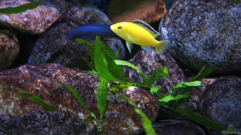 Pflanzen im Aquarium Atlantis von LaEy (19)