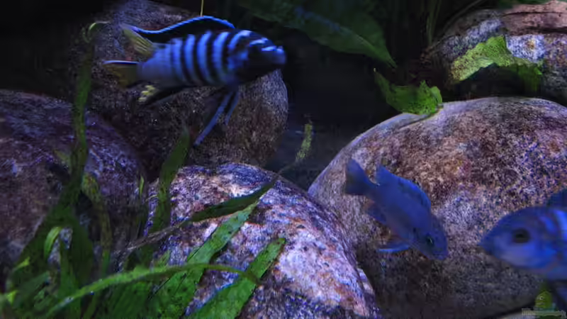 Pflanzen im Aquarium Atlantis von LaEy (20)