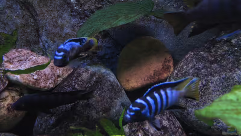 Pflanzen im Aquarium Atlantis von LaEy (21)