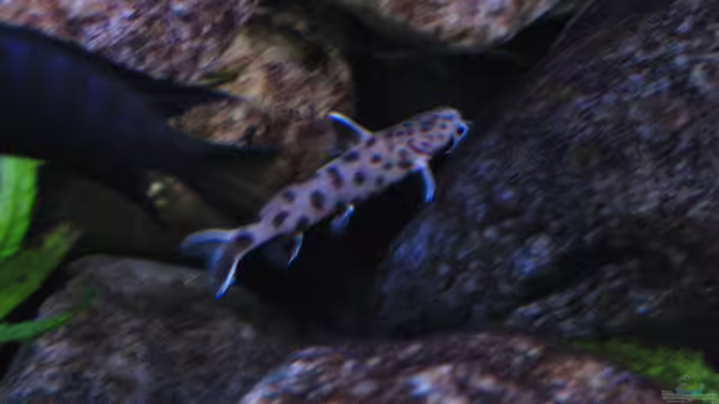 Pflanzen im Aquarium Atlantis von LaEy (22)