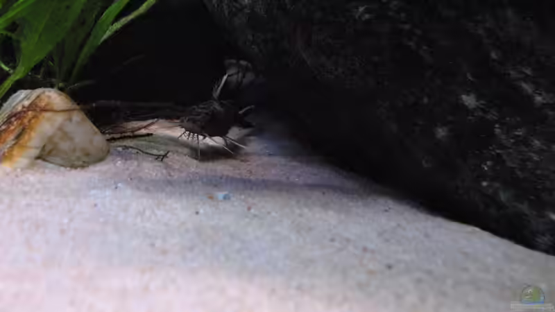 Pflanzen im Aquarium Atlantis von LaEy (23)