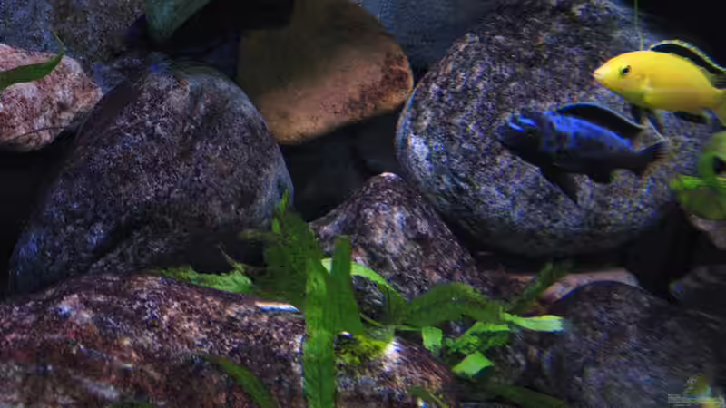 Pflanzen im Aquarium Atlantis von LaEy (24)