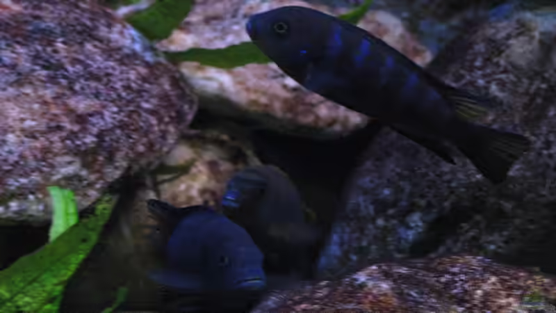 Pflanzen im Aquarium Atlantis von LaEy (25)