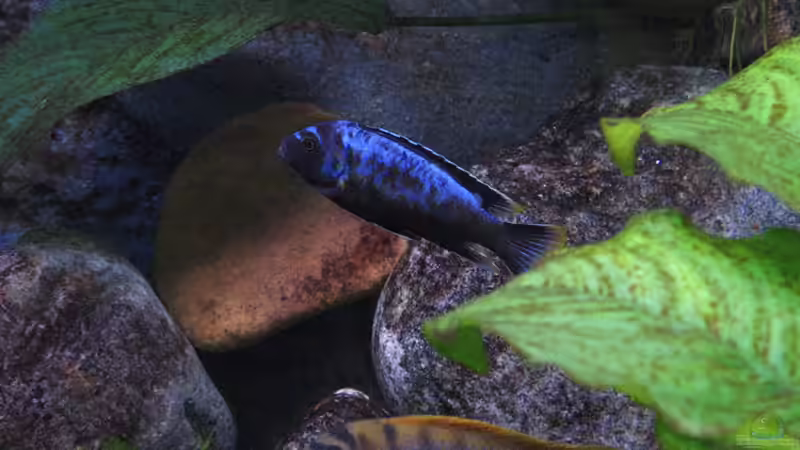 Pflanzen im Aquarium Atlantis von LaEy (26)