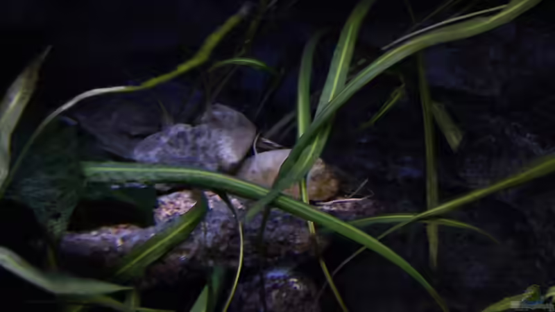 Pflanzen im Aquarium Atlantis von LaEy (33)