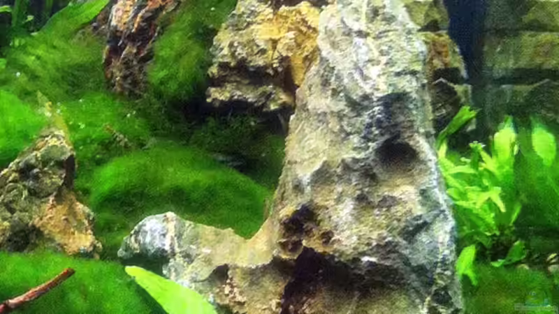 Pflanzen im Aquarium Auf dem blauen Berge leben wir;) von Supernova (18)