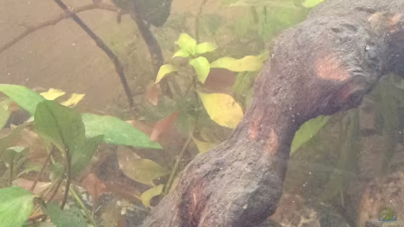 Pflanzen im Aquarium Aufgelöst 2018 Becken 33929 Wald im Nebel von Ceylon (38)