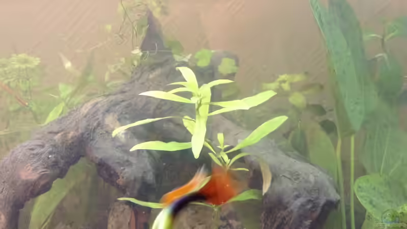 Pflanzen im Aquarium Aufgelöst 2018 Becken 33929 Wald im Nebel von Ceylon (40)