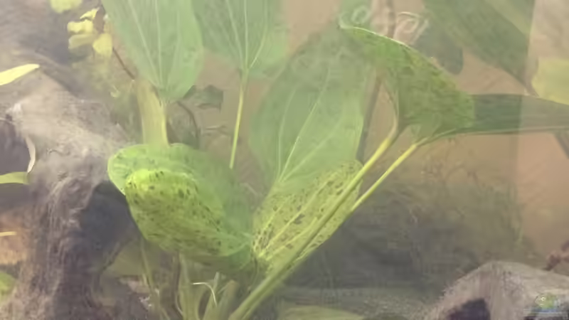 Pflanzen im Aquarium Aufgelöst 2018 Becken 33929 Wald im Nebel von Ceylon (42)