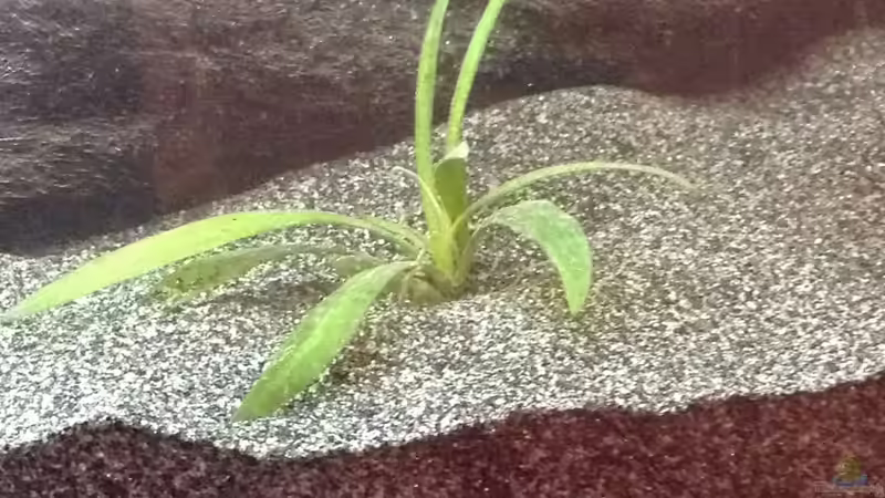 Pflanzen im Aquarium Aufgelöst 2018 Becken 33929 Wald im Nebel von Ceylon (43)