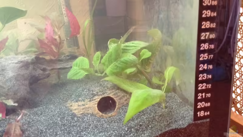 Pflanzen im Aquarium Aufgelöst 2018 Becken 33929 Wald im Nebel von Ceylon (45)