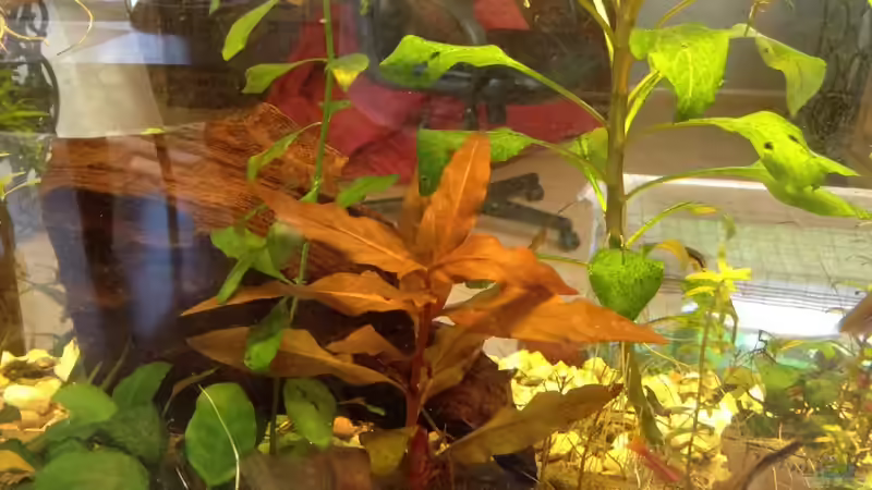 Pflanzen im Aquarium Aufgelöst Becken 33922 Ceylons Raumteiler von Ceylon (18)