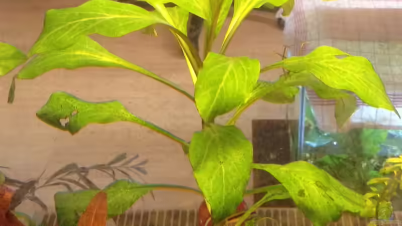 Pflanzen im Aquarium Aufgelöst Becken 33922 Ceylons Raumteiler von Ceylon (19)