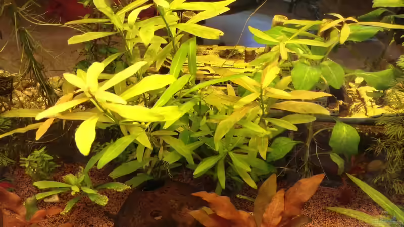 Pflanzen im Aquarium Aufgelöst Becken 33922 Ceylons Raumteiler von Ceylon (20)