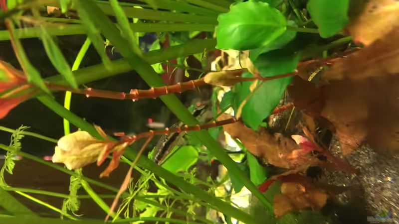 Pflanzen im Aquarium Aufgelöst Becken 33922 Ceylons Raumteiler von Ceylon (22)