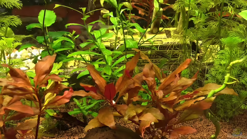 Pflanzen im Aquarium Aufgelöst Becken 33922 Ceylons Raumteiler von Ceylon (23)