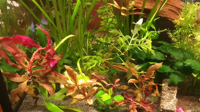 Pflanzen im Aquarium Aufgelöst Becken 33922 Ceylons Raumteiler von Ceylon (26)