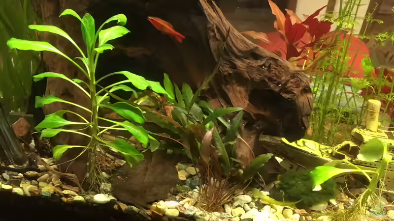 Pflanzen im Aquarium Aufgelöst Becken 33922 Ceylons Raumteiler von Ceylon (28)