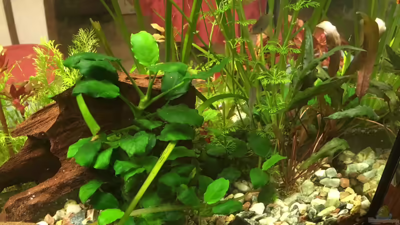 Pflanzen im Aquarium Aufgelöst Becken 33922 Ceylons Raumteiler von Ceylon (29)